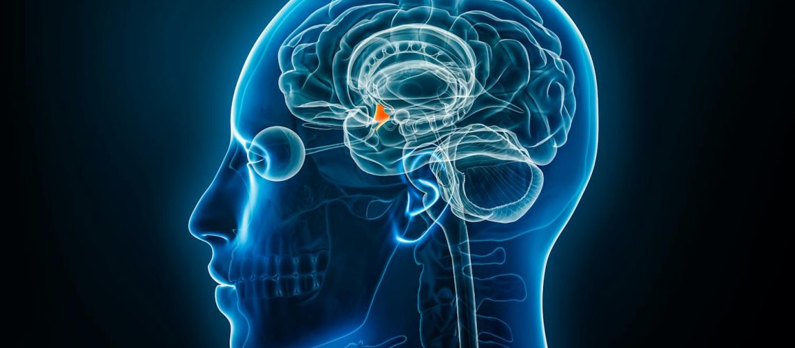 Hypothalamus : rôle, anatomie, c’est quoi ? Hypothalamus : rôle, anatomie, c'est quoi ?